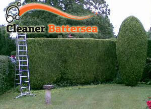 Hedge Maintenance Battersea